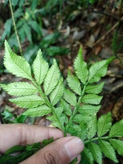 Ptisana