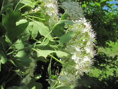 Crataegus pentagyna