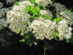 Crataegus pentagyna