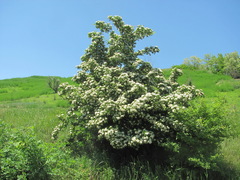 Crataegus pentagyna