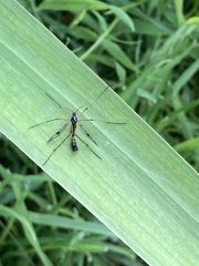 Ptychoptera contaminata