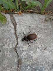 Carabus regalis