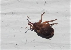 Lignyodes bischoffi