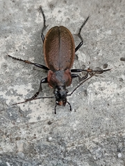 Carabus regalis