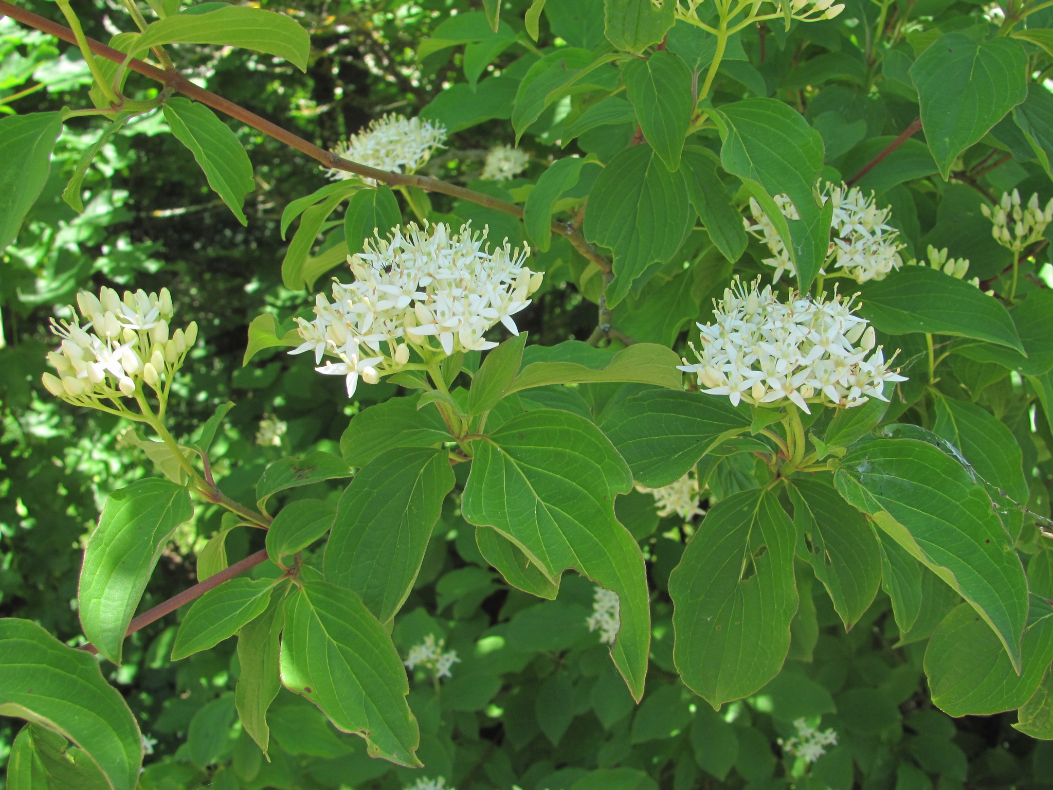 Cornus Sanguinea Subsp. Australis (C.A.Mey.) Jáv.