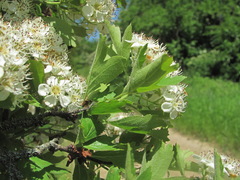 Crataegus pentagyna