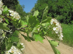 Crataegus pentagyna