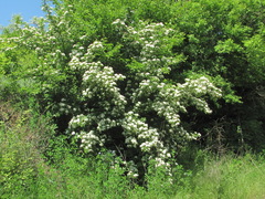 Crataegus pentagyna