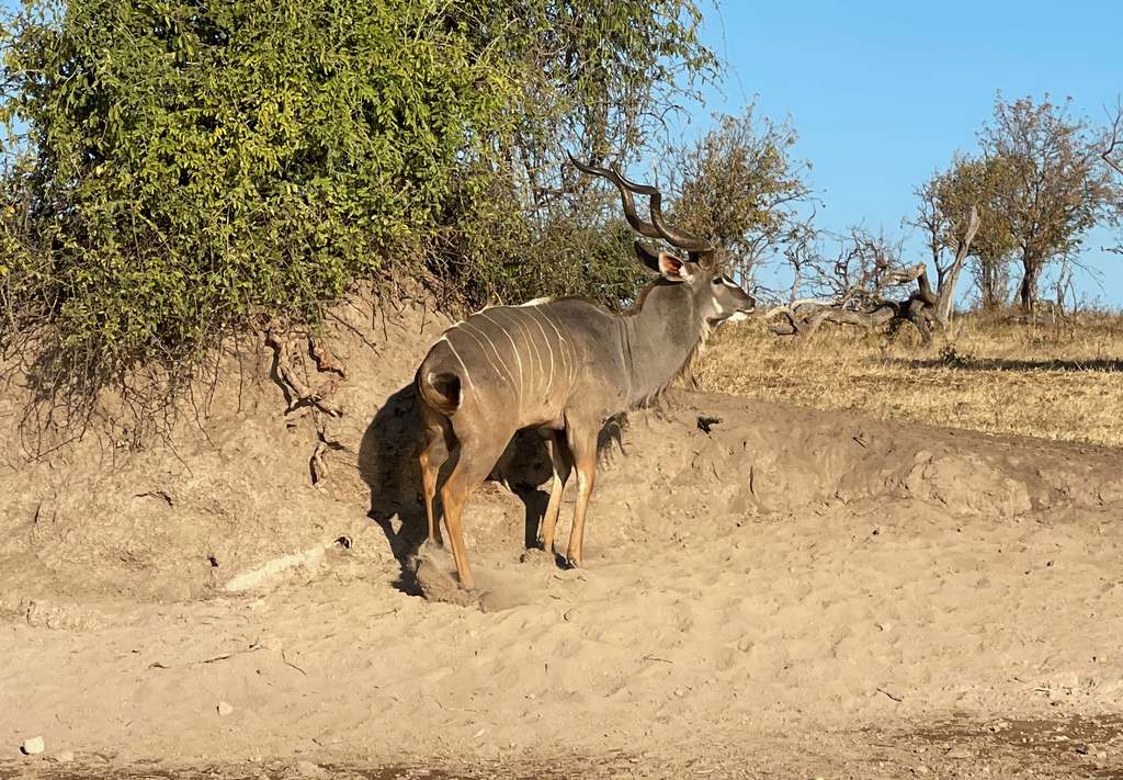 Tragelaphus strepsiceros strepsiceros, Chobe, Chobe, Chobe, Botswana, by juliangums