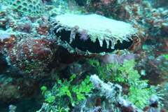 Pinctada margaritifera