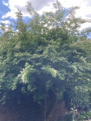Magnoliopsida