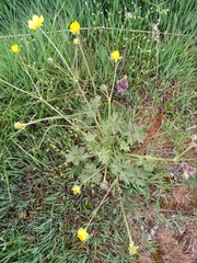 Ranunculus ollissiponensis
