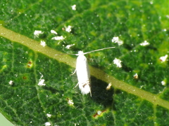 Leucoptera