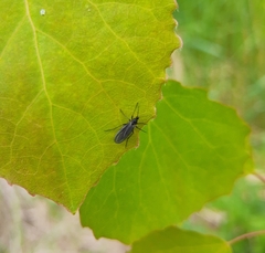 Sciara hemerobioides