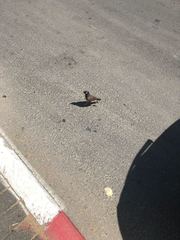 Acridotheres tristis