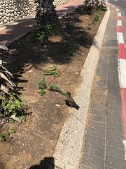 Acridotheres tristis