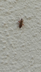 Closterotomus fulvomaculatus
