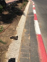 Acridotheres tristis