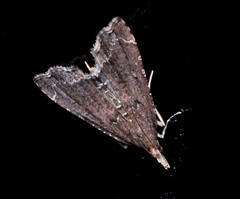 Diplopseustis