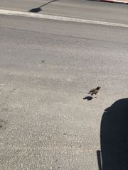 Acridotheres tristis