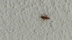 Closterotomus fulvomaculatus