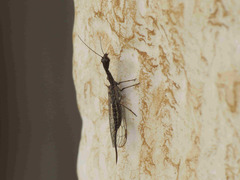 Harraphidia laufferi