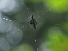 Gasteracantha transversa