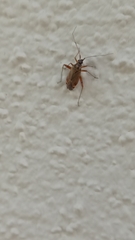 Closterotomus fulvomaculatus