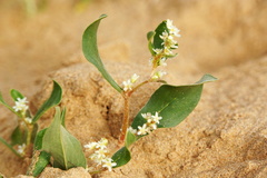 Polygonum sericeum