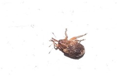 Lignyodes bischoffi