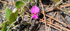Galactia floridana