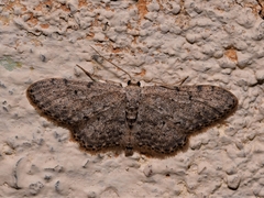 Idaea seriata