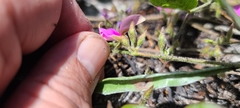 Galactia floridana