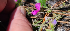 Galactia floridana