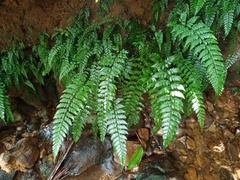 Athyrium anisopterum
