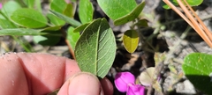 Galactia floridana