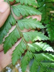 Athyrium anisopterum