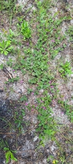 Galactia floridana