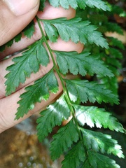 Athyrium anisopterum