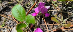 Galactia floridana