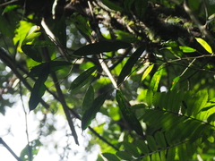 Ficus sinuata