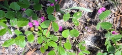 Galactia floridana
