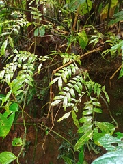 Ptisana