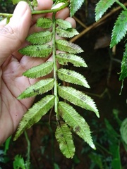 Ptisana