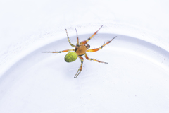 Araniella opisthographa