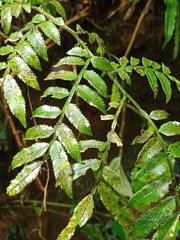 Ptisana