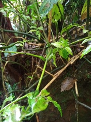 Ptisana