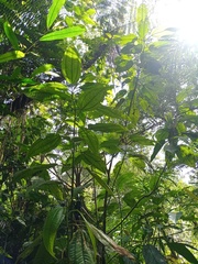 Astronia spectabilis