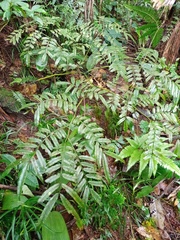 Ptisana