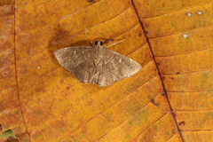 Lamprosema dorisalis